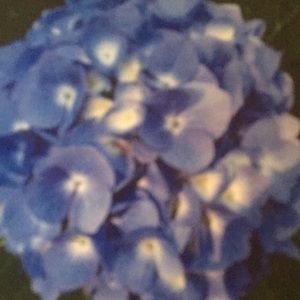 Meet your Posher, Martina